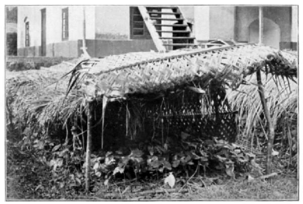 Ceylon: Nursery of Cacao Seedlings in Baskets of
plaited Palm Leaf.