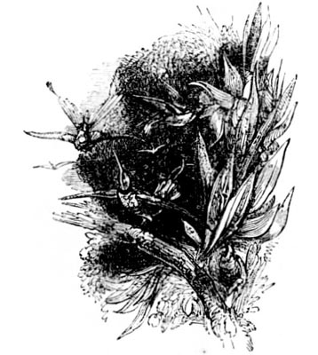 Exotic plants Exotic plants