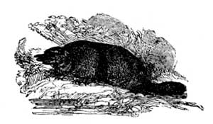 Duck-billed Platypus Duck-billed Platypus