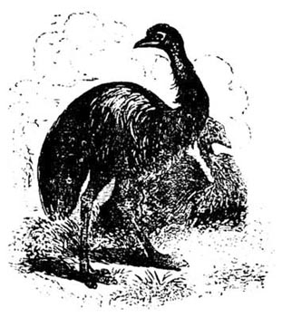 A Cassowary A Cassowary