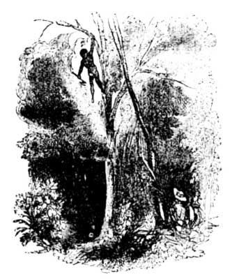 The tree on fire The tree on fire