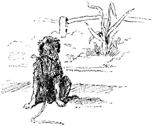 OUR LATEST PET&mdash;A REFUGEE PUP, WHOM WE HAVE SAVED FROM THE COMMON HANGMAN.