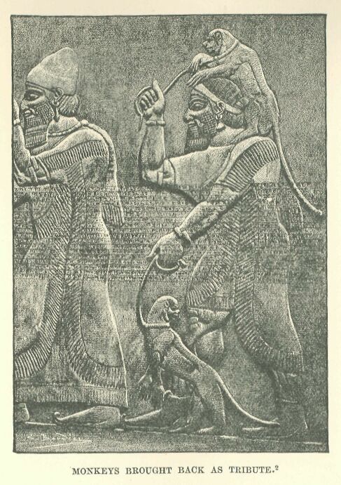 237.jpg Monkey Brought Back As Tribute