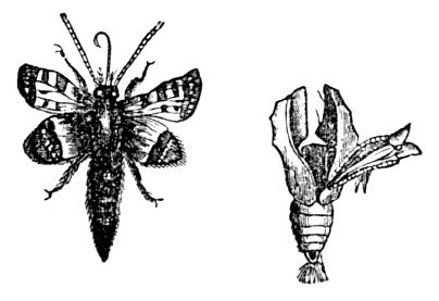 Emblem of Freedom.—A moth just changed from its chrysalis state, deserting its shell. Emblem of Freedom.—A moth just changed from its chrysalis state, deserting its shell.