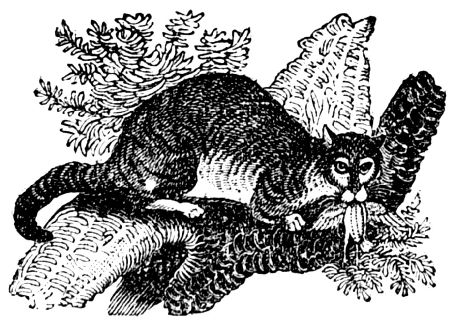 A slave-catcher is worse than a beast of prey. A slave-catcher is worse than a beast of prey.