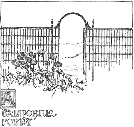 A California Poppy A California Poppy