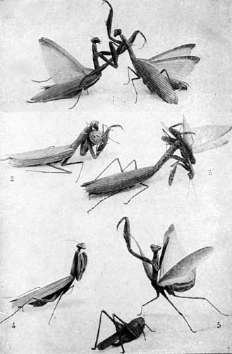 THE MANTIS. THE MANTIS.