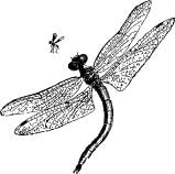 Dragon Flies Dragon Flies