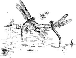 Dragon Flies Dragon Flies