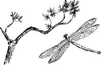 Dragon Flies Dragon Flies