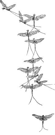 Fairy May Flies Fairy May Flies