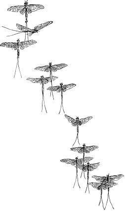 The Fairy May Flies The Fairy May Flies