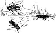 Cockroaches Cockroaches