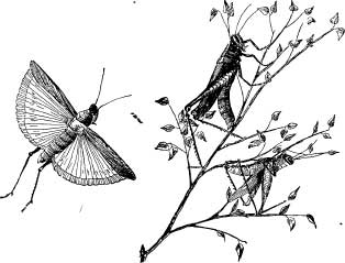 Grasshopper Tribes Grasshopper Tribes