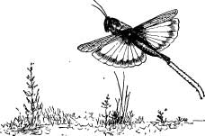 Grasshopper Tribes Grasshopper Tribes