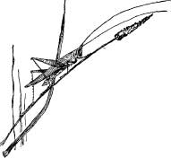 Grasshopper Tribes Grasshopper Tribes