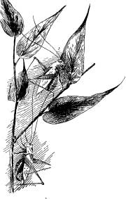 Pretty Katydids Pretty Katydids