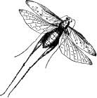 Pretty Katydids Pretty Katydids