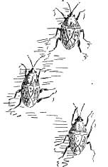 The Great Bug Family The Great Bug Family