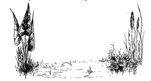 The Water Boatman The Water Boatman