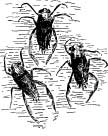 The Water Boatman The Water Boatman