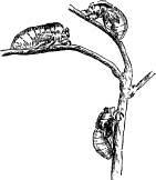 Friend Cicada Friend Cicada