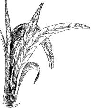 Scale Bugs Scale Bugs