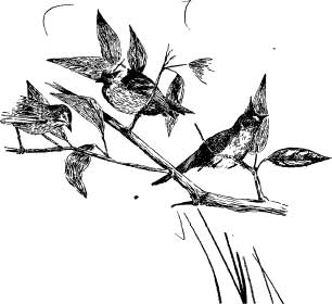 Scale Bugs Scale Bugs