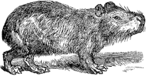 Capybara Capybara