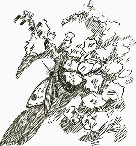 THE GRUBWORM THE GRUBWORM