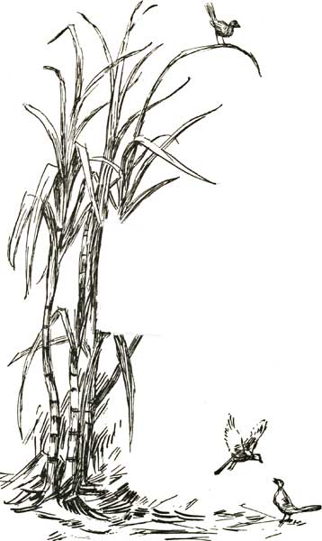 TRIED BY FIRE TRIED BY FIRE