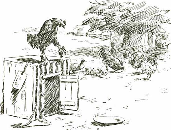 THE ARISTOCRAT THE ARISTOCRAT