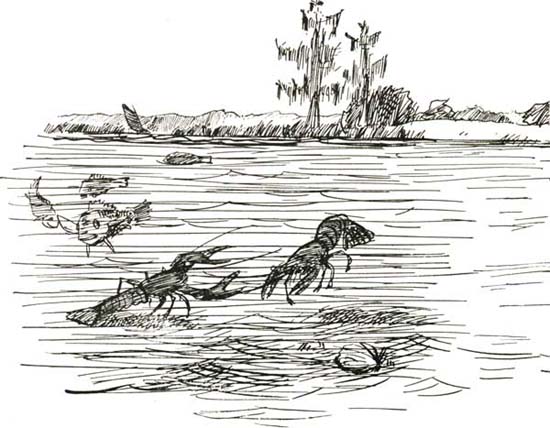 THE CRAWFISH THE CRAWFISH