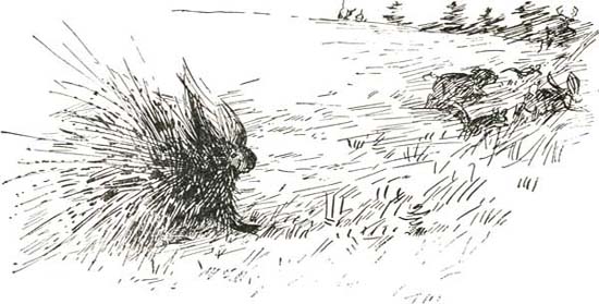 THE PORCUPINE THE PORCUPINE
