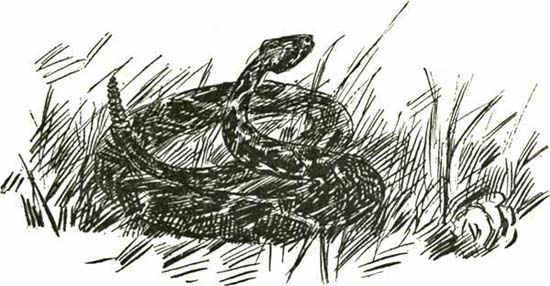 THE RATTLE-SNAKE THE RATTLE-SNAKE