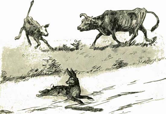 THE WIBBLY WABBLY CALF THE WIBBLY WABBLY CALF