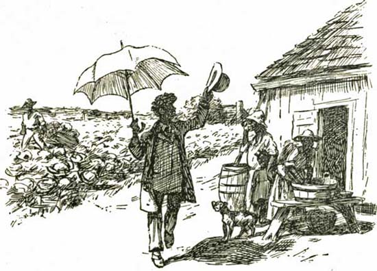 THE CAULIFLOWER THE CAULIFLOWER