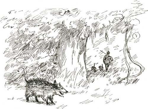 THE 'POSSUM THE 'POSSUM