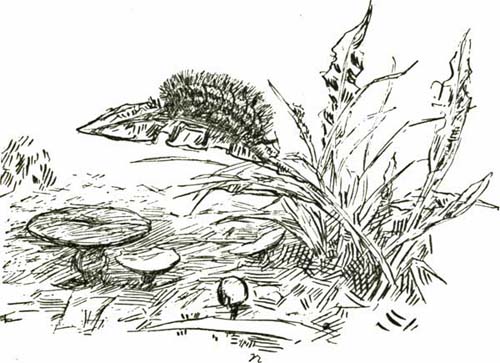 THE CATERPILLAR THE CATERPILLAR