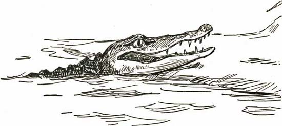 THE ALLIGATOR THE ALLIGATOR