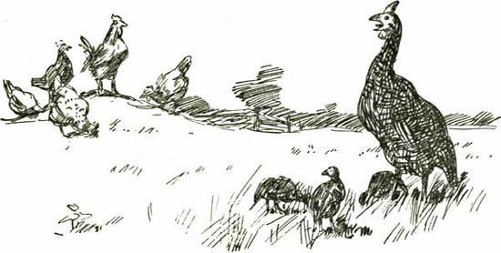 THE GUINEA-HEN THE GUINEA-HEN