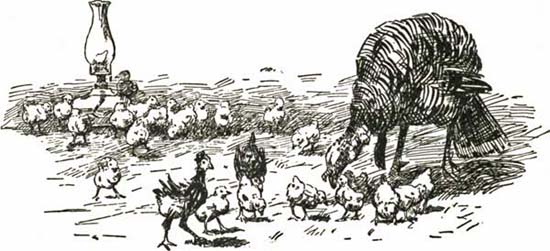 INCUBATOR CHICKENS INCUBATOR CHICKENS