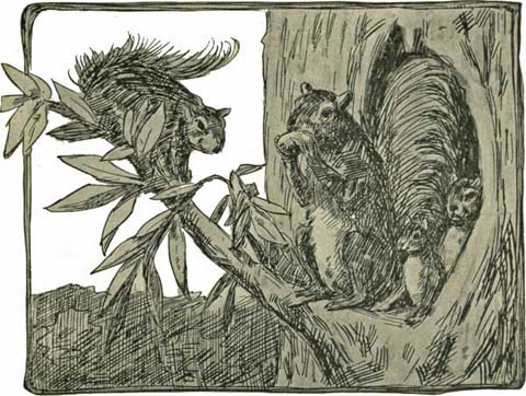 THE GRAY SQUIRREL THE GRAY SQUIRREL