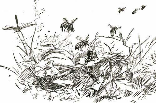 LOOK OUT FOR MISTER BEE LOOK OUT FOR MISTER BEE