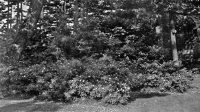 Plant it where it will best enjoy itself