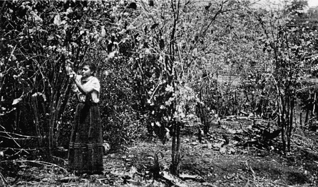 COFFEE PLANT IN BLOSSOM. Illustration: COFFEE PLANT IN BLOSSOM.