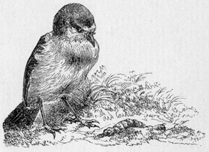 A FEAST FOR A KING
Page 16 A FEAST FOR A KING Page 16