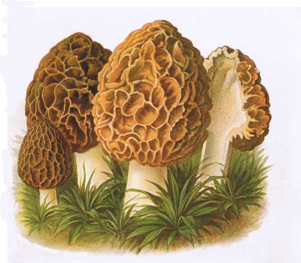 3. Speise-Morchel. E&szlig;bar.