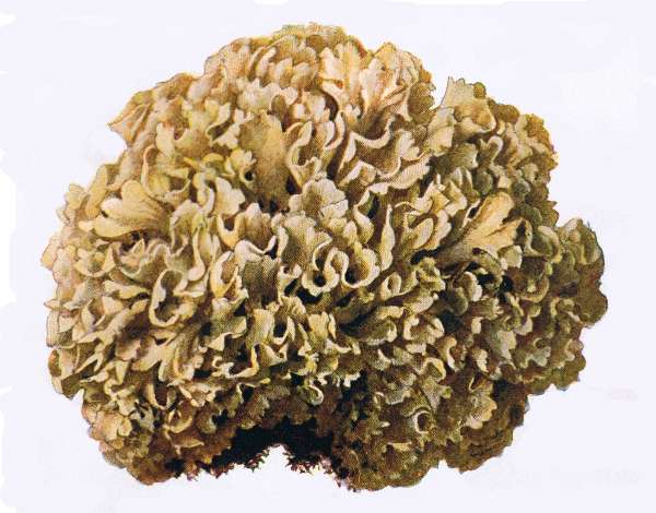 7. Krauser Ziegenbart. Krause Glucke. E&szlig;bar.