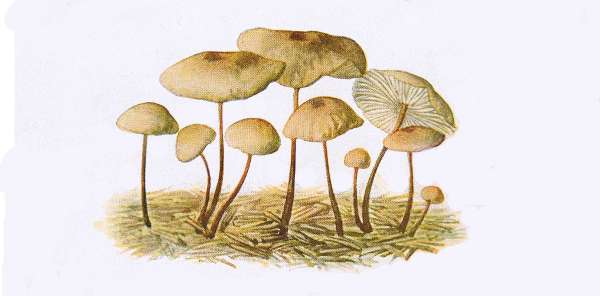 8. Lauch-Schwindling. Knoblauchpilz, D&uuml;rrbehndel, Echter Mousseron. E&szlig;bar.